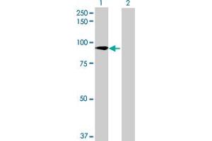 Western Blot analysis of ZNF573 expression in transfected 293T cell line by ZNF573 MaxPab polyclonal antibody. (ZNF573 antibody  (AA 1-645))