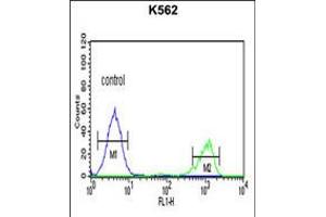 Flow cytometric analysis of K562 cells (right histogram) compared to a negative control cell (left histogram). (ADH7 antibody  (C-Term))
