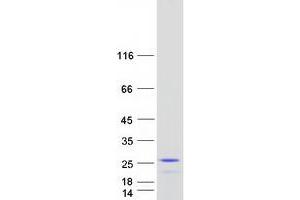 PPP1R14D Protein (Transcript Variant 1) (Myc-DYKDDDDK Tag)