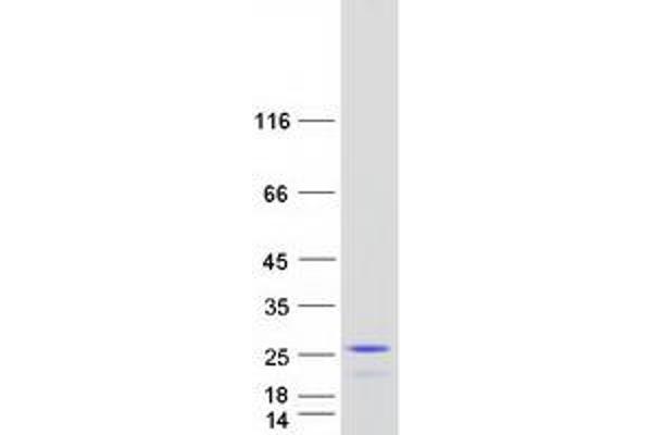 PPP1R14D Protein (Transcript Variant 1) (Myc-DYKDDDDK Tag)