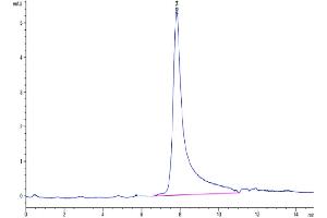 The purity of Human CTGF is greater than 95 % as determined by SEC-HPLC. (CTGF Protein (AA 27-349) (Fc Tag))