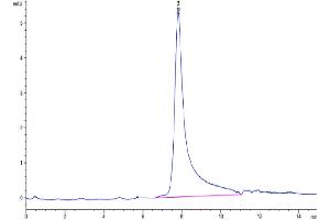The purity of Human CTGF is greater than 95 % as determined by SEC-HPLC. (CTGF Protein (AA 27-349) (Fc Tag))