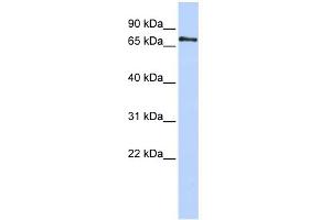 WB Suggested Anti-PHACTR1 Antibody Titration: 0. (PHACTR1 antibody  (Middle Region))