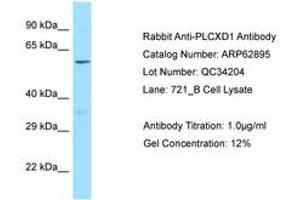 Image no. 1 for anti-Phosphatidylinositol-Specific phospholipase C, X Domain Containing 1 (PLCXD1) (AA 220-269) antibody (ABIN6749957) (PLCXD1 antibody  (AA 220-269))