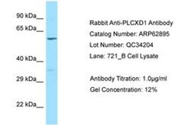 PLCXD1 抗体  (AA 220-269)