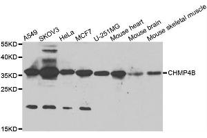 Western blot analysis of extracts of various cell lines, using CHMP4B antibody. (CHMP4B antibody)