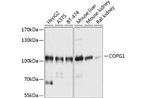 Western blot analysis of extracts of various cell lines, using COPG1 antibody (ABIN6129672, ABIN6138875, ABIN6138876 and ABIN6214841) at 1:1000 dilution. (COPG antibody  (AA 555-874))