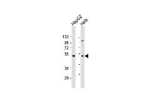 All lanes : Anti-ZFP2 Antibody (C-Term) at 1:2000 dilution Lane 1: HepG2 whole cell lysate Lane 2: Hela whole cell lysate Lysates/proteins at 20 μg per lane. (ZFP2 antibody  (AA 379-411))