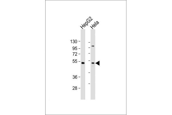 ZFP2 Antikörper  (AA 379-411)
