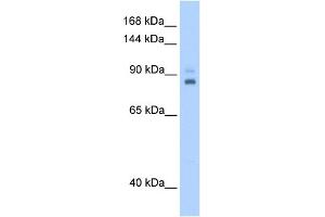 WB Suggested Anti-TPX2 Antibody Titration:  0. (TPX2 antibody  (C-Term))