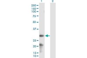 Western Blot analysis of ARL6IP6 expression in transfected 293T cell line by ARL6IP6 MaxPab polyclonal antibody.