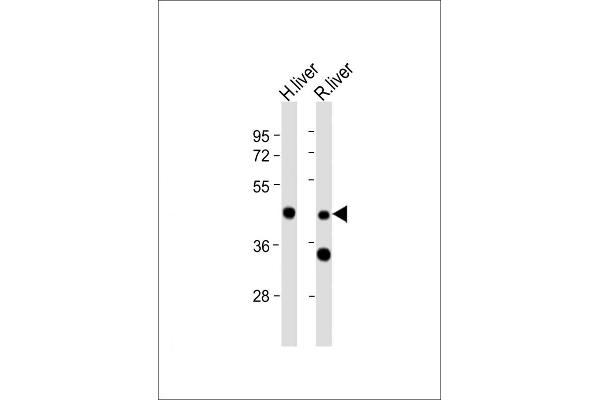 WIPF3 Antikörper  (N-Term)