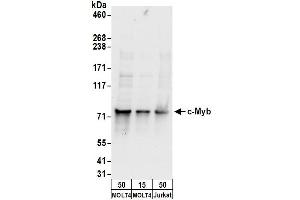 Western Blotting (WB) image for anti-V-Myb Myeloblastosis Viral Oncogene Homolog (Avian) (MYB) (AA 525-575) antibody (ABIN7450046)