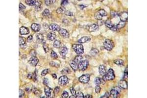 Immunohistochemistry (IHC) image for anti-Ubiquitin Carboxyl-terminal Esterase L3 (Ubiquitin Thiolesterase) (Uchl3) (AA 195-225) antibody (ABIN3029426)
