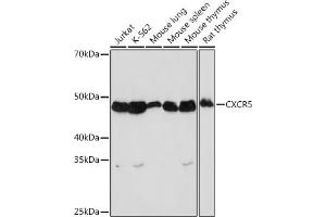 Western blot analysis of extracts of various cell lines, using CXCR5 Rabbit mAb (ABIN7266321) at 1:1000 dilution. (CXCR5 antibody)