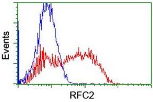 Image no. 2 for anti-Replication Factor C (Activator 1) 2, 40kDa (RFC2) antibody (ABIN1500671) (RFC2 antibody)