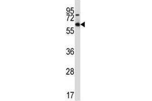 MEF2D antibody western blot analysis in 293 lysate. (MEF2D antibody  (AA 251-279))