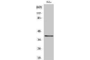 Western Blotting (WB) image for anti-Pyrimidinergic Receptor P2Y, G-Protein Coupled, 4 (P2RY4) (Internal Region) antibody (ABIN3186251)