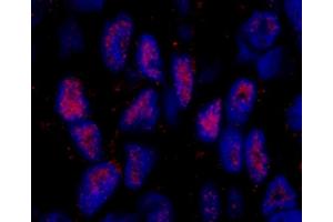 Immunofluorescence (IF) image for anti-Mastermind-Like 2 (MAML2) (C-Term) antibody (ABIN7448985) (MAML2 antibody  (C-Term))