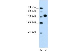 WB Suggested Anti-MKRN1 Antibody Titration:  1.