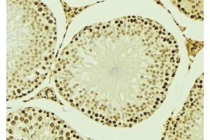 ABIN6276947 at 1/100 staining Mouse testis tissue by IHC-P. (RUVBL2 antibody  (Internal Region))