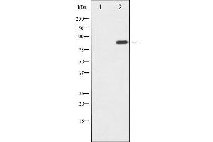 Western blot analysis of GluR2 expression in Mouse brain tissue lysates,The lane on the left is treated with the antigen-specific peptide. (GRIA2 antibody  (C-Term))