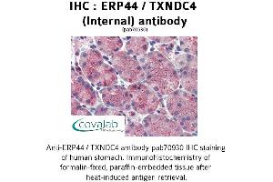 Image no. 2 for anti-Endoplasmic Reticulum Protein 44 (ERP44) (Internal Region) antibody (ABIN1734141) (ERP44 antibody  (Internal Region))