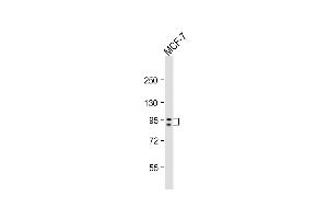 Anti-GSN Antibody (N-term)at 1:2000 dilution + MCF-7 whole cell lysates Lysates/proteins at 20 μg per lane. (Gelsolin antibody  (N-Term))