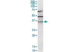 NMNAT2 monoclonal antibody (M02), clone 4E6. (NMNAT2 antibody  (AA 208-307))