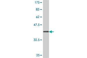 PDE3B antibody  (AA 401-500)