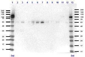 Western Blot of Rabbit anti-KLF4 antibody Western Blot of Rabbit anti-KLF4 antibody. (KLF4 antibody  (N-Term))