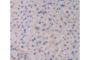 IHC-P analysis of Mouse Liver Tissue, with DAB staining. (LAMa4 antibody  (AA 745-940))