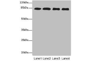 Western blot All lanes: EPS15L1antibody at 4. (EPS15L1 antibody  (AA 585-864))
