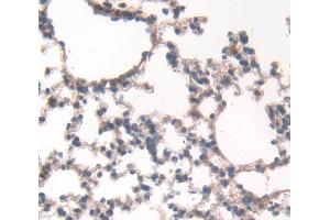IHC-P analysis of Mouse Tissue, with DAB staining. (ECM1 antibody  (AA 20-434))