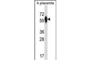 P4HA3 Antibody (Center) (ABIN657608 and ABIN2846605) western blot analysis in human placenta tissue lysates (35 μg/lane). (P4HA3 antibody  (AA 274-303))