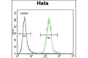 LDLRAD2 Antibody (Center) (ABIN656521 and ABIN2845790) flow cytometric analysis of Hela cells (right histogram) compared to a negative control cell (left histogram). (LDLRAD2 antibody  (AA 132-160))