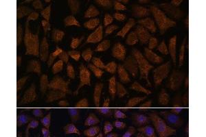 Immunofluorescence analysis of L929 cells using PPP2R5D Polyclonal Antibody at dilution of 1:100. (PPP2R5D antibody)