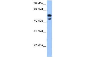 WB Suggested Anti-DEAF1 Antibody Titration:  0.