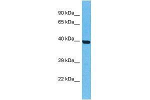 Western Blotting (WB) image for anti-Olfactory Receptor, Family 5, Subfamily T, Member 2 (OR5T2) (C-Term) antibody (ABIN2774565)