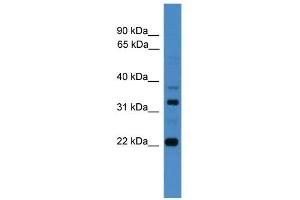 WB Suggested Anti-AMZ2 Antibody Titration: 0.