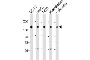 Western Blot at 1:2000 dilution Lane 1: MCF-7 lysate Lane 2: HepG2 whole cell lysate Lane 3: T47D whole cell lysate Lane 4: mouse cerebellum lysate Lane 5: human placenta lysate Lysates/proteins at 20 ug per lane. (GLG1 antibody  (C-Term))