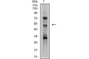 Western blot analysis using TFAP2B mouse mAb against SK-N-SH (1) cell lysate. (TFAP2B antibody  (AA 84-193))