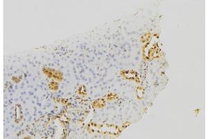 ABIN6279655 at 1/100 staining Mouse kidney tissue by IHC-P. (PIGC antibody  (Internal Region))
