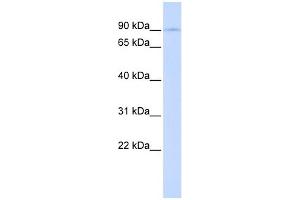 WB Suggested Anti-LONRF2 Antibody Titration:  0. (LONRF2 antibody  (Middle Region))