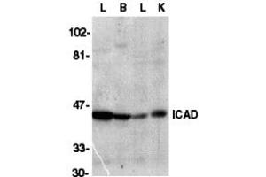 Western Blotting (WB) image for anti-DNA Fragmentation Factor, 45kDa, alpha Polypeptide (DFFA) (C-Term) antibody (ABIN1030428) (DFFA antibody  (C-Term))