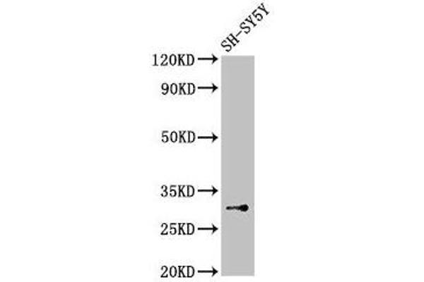 ISOC1 antibody  (AA 155-298)