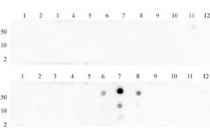 Histone H3 dimethyl Lys27 antibody (pAb) tested by dot blot analysis. (Histone 3 antibody  (H3K27me2))