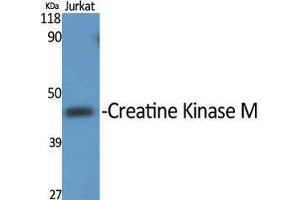 Western Blot (WB) analysis of specific cells using Creatine Kinase M Polyclonal Antibody. (CKM antibody  (N-Term))