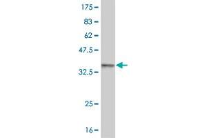 Western Blotting (WB) image for anti-Hairy/enhancer-of-Split Related with YRPW Motif-Like (HEYL) (AA 1-70) antibody (ABIN525735)