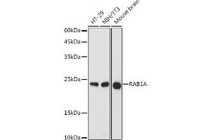 RAB1A antibody  (AA 1-205)